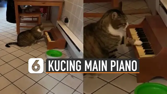 Biasanya kucing kalau mau meminta makan pasti mengeong. Tetapi berbeda dengan kucing yang satu ini justru bermain piano.