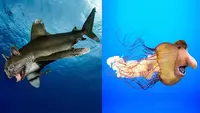 6 Editan Foto Gabungan Hewan Laut dan Darat Ini Unik, Bikin Takjub (IG/pixelmatedanimals)