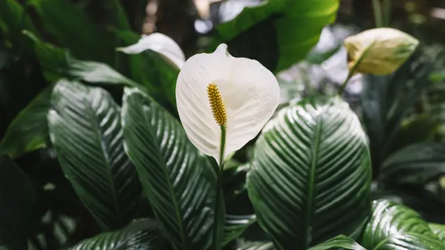 peace lily