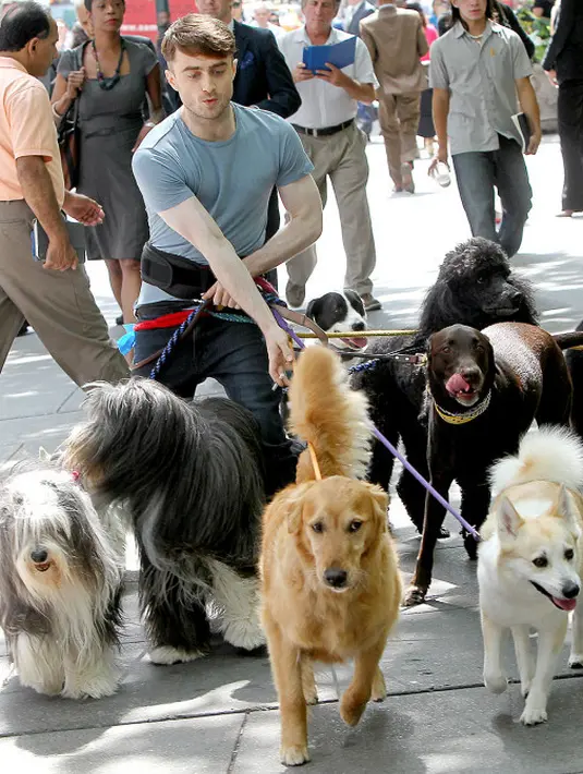 Daniel Radcliffe terlihat sangat lucu ketika mengajak banyak anjing jalan-jalan ya. (Abaca USA/AKM-GSI/USMagazine)