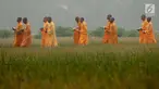 Para Bikkhu berjalan melewati area persawahan menuju Candi Blandongan saat melaksanakan prosesi Puja Waisak 2561 BE di komplek Candi Jiwa, Batujaya, Karawang, Jawa Barat (21/5). (Liputan6.com/Gempur M Surya)