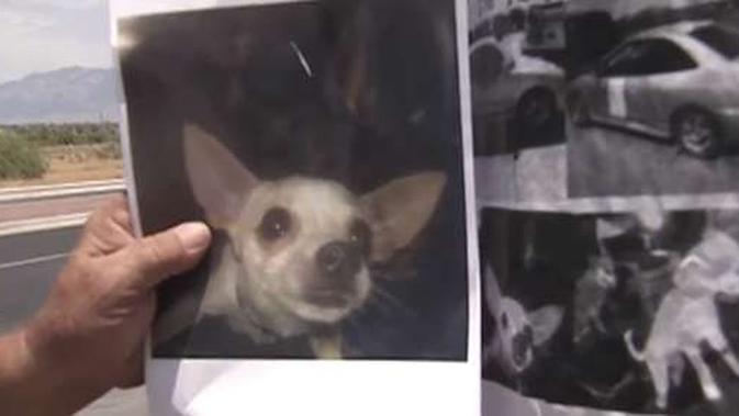 Anjing cihuahua Eddie Collins yang hilang (Sumber: thedodo)