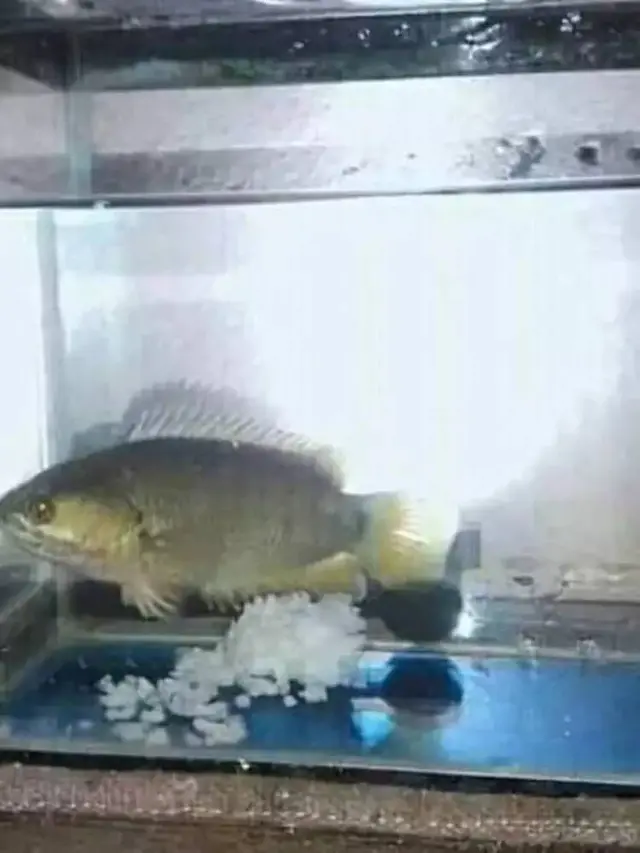 10 Potret Nyeleneh Orang Pelihara Ikan, Cara Kasih Makannya Bikin Geleng Kepala