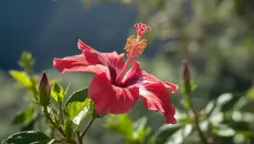 Bagaimana Cara Tumbuhan Berbunga Berkembang Biak? Panduan Lengkap Reproduksi Generatif dan Vegetatif