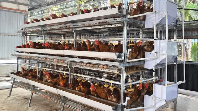 Model Kandang Ayam Sederhana Tapi Terlihat Profesional Seperti Peternak Besar (AI)
