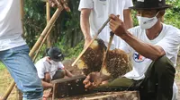 Peternak lebah hutan yang tergabung dalam Kelompok Tani Hutan (KTH) Alam Roban di Desa Kedawung, Batang, Jawa Tengah sebagai binaan Askrindo (dok: Askrindo)