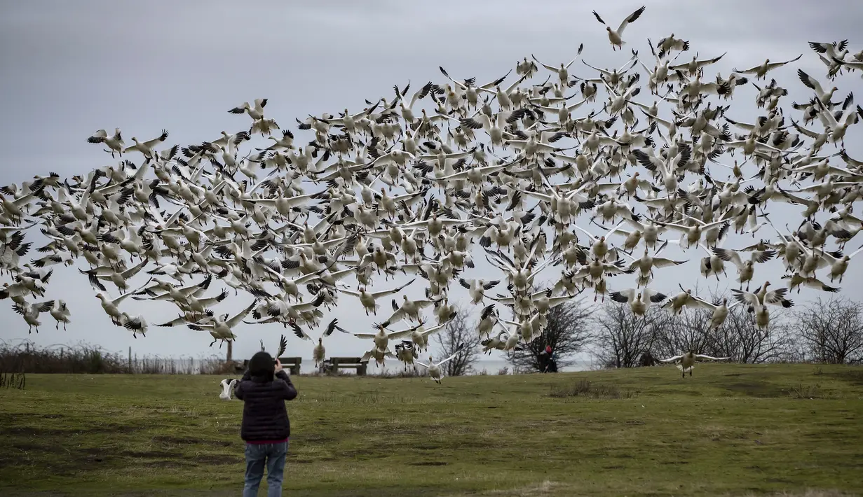 Seorang perempuan mengambil gambar angsa salju yang terbang di Garry Point Park, di Richmond, British Columbia, Kanada pada Minggu (10/1/2021). Angsa, yang berkembang biak di Siberia, bermigrasi di sepanjang pantai pasifik untuk menghabiskan musim dingin. (Darryl Dyck/The Canadian Press via AP)