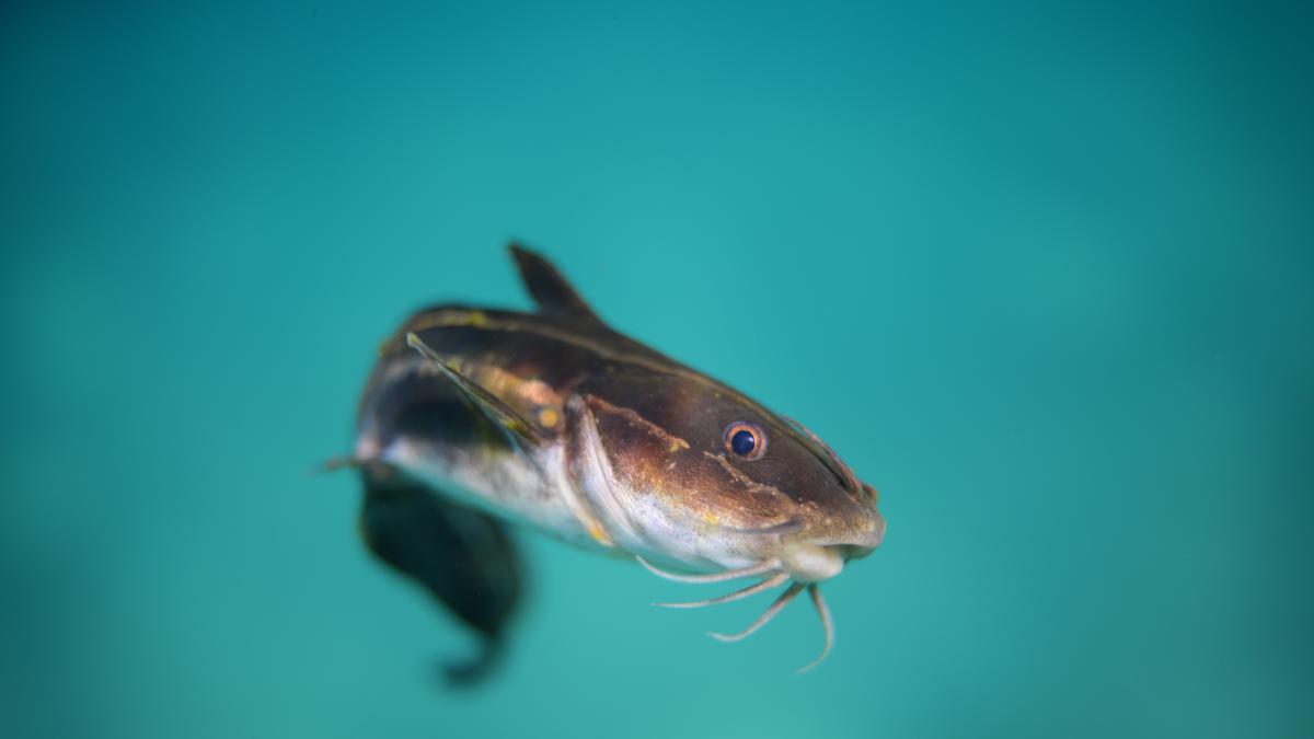 Tafsir Mimpi Ikan Lele yang Sering Disepelekan - Lifestyle