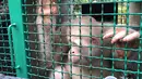 Orangutan albino, Alba berada dalam kandang sebelum dirilis di Taman Nasional Bukit Baka Bukit Raya Katingan, Kalimantan Tengah, Rabu (19/12). Alba memiliki rambut dan seluruh tubuh putih, bola mata kebiruan dan pupil mata merah. (AP Photo/Andi Jatmiko)