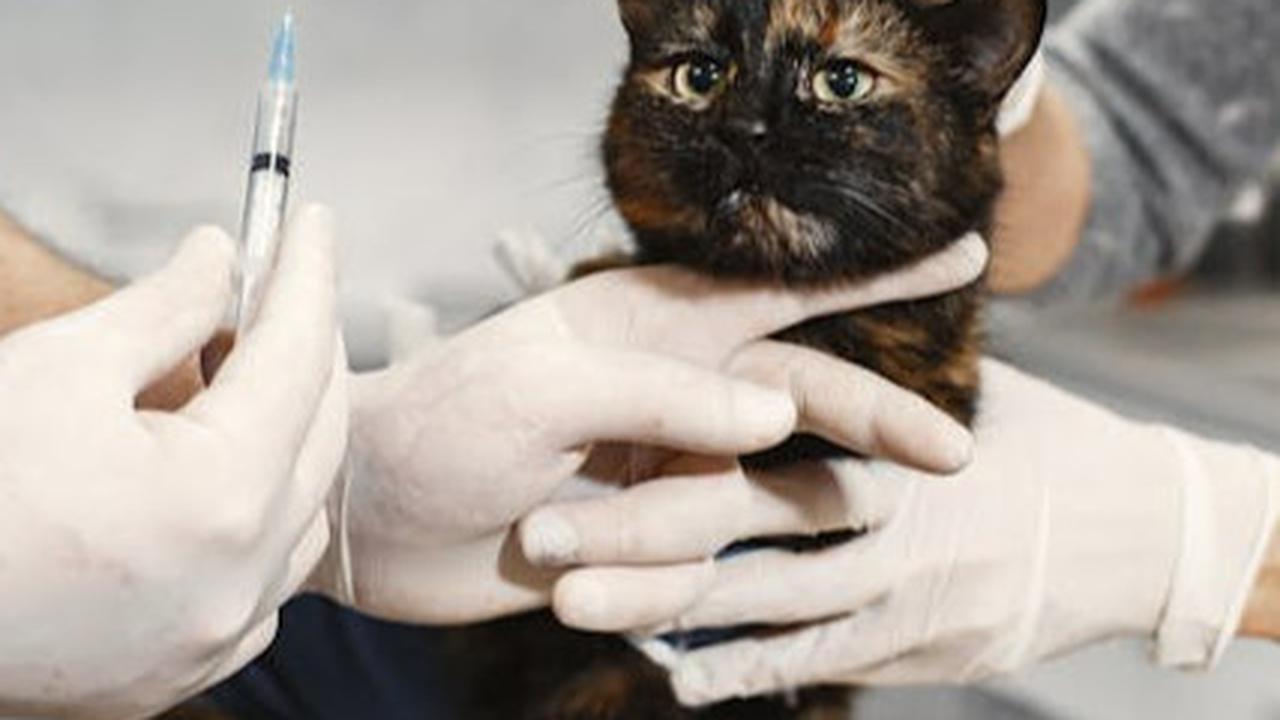 Periksa Kesehatan Kucing Sebelum Pergi