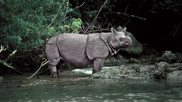 Hewan Langka Badak Jawa
