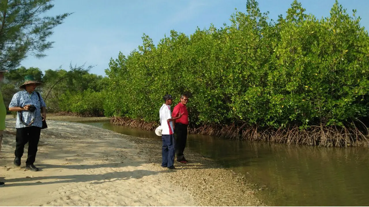 Hutan Mangrove
