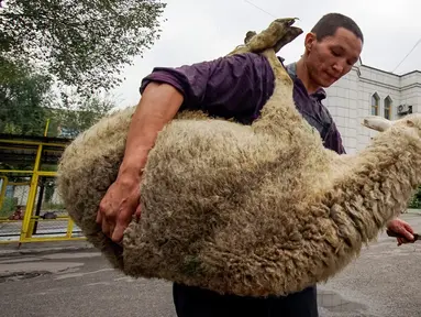 Seorang warga membawa seekor domba untuk disembelih saat perayaan Idul Adha, di Masjid Central di Almaty, Kazakhstan, Senin (12/9). Penyembelihan hewan telah menjadi tradisi umat muslim di dunia setiap perayaan Idul Adha. (REUTERS / Shamil Zhumatov) 