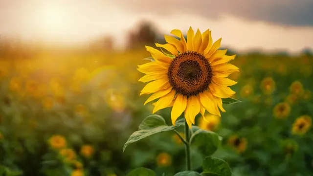 Sunflower