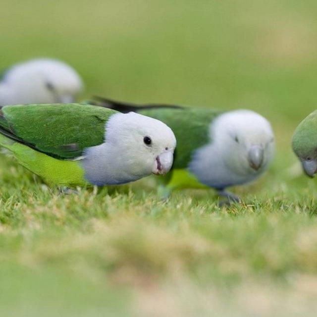 46 Gambar Logo Lovebird Hitam Putih Terbaik Lingkar Png