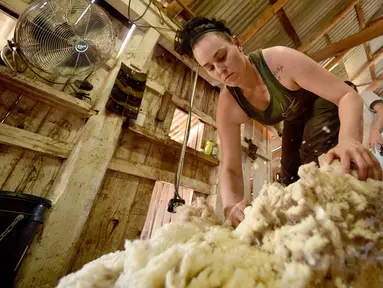 Seorang wanita bernama Emma Billet mencukur bulu domba di tempat pemotong bulu domba di New South Wales, Australia (21/2). Emma adalah wanita berusia 28 tahun yang berkerja sebagai pemotong bulu domba. (AFP/Peter Parks)