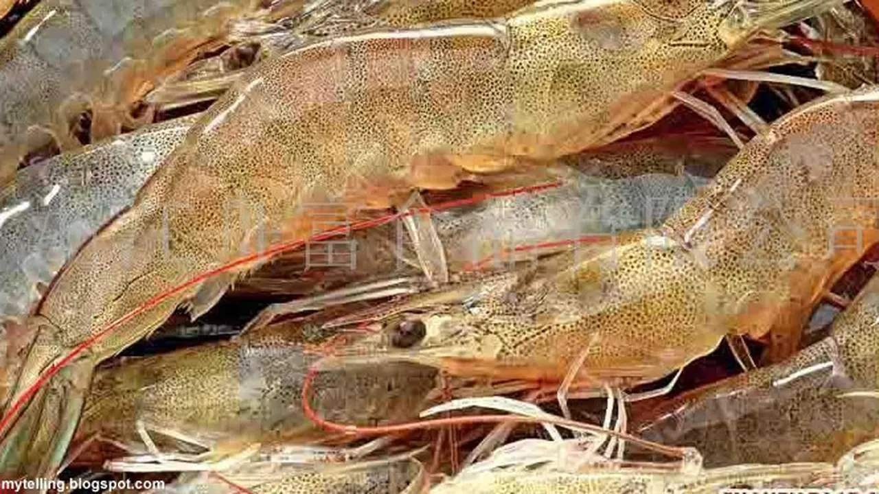 udang-vaname130704b.jpg