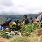 Upacara bakar batu saat perayaan hari Kemerdekaan RI ke-72 di Wamena, Papua (Foto: Liputan6.com/Fitri Haryanti Harsono)