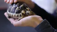 46 Turtle Names for Your Hard-Shelled Companion
