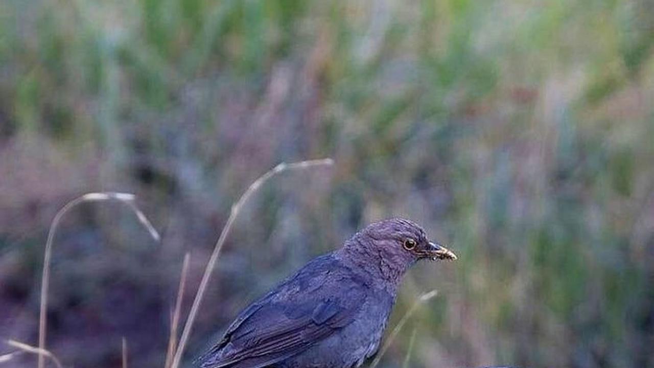 2. Burung Kyai Jalak <br>