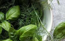 8 Manfaat Sehat dari Daun Kemangi, Jaga Kesehatan Jantung Hingga Atasi Bau Badan