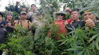 Tim Polres Lahat menemukan ladang ganja di perkebunan kopi di Kabupaten Lahat Sumsel (Dok. Humas Polres Lahat / Nefri Inge)