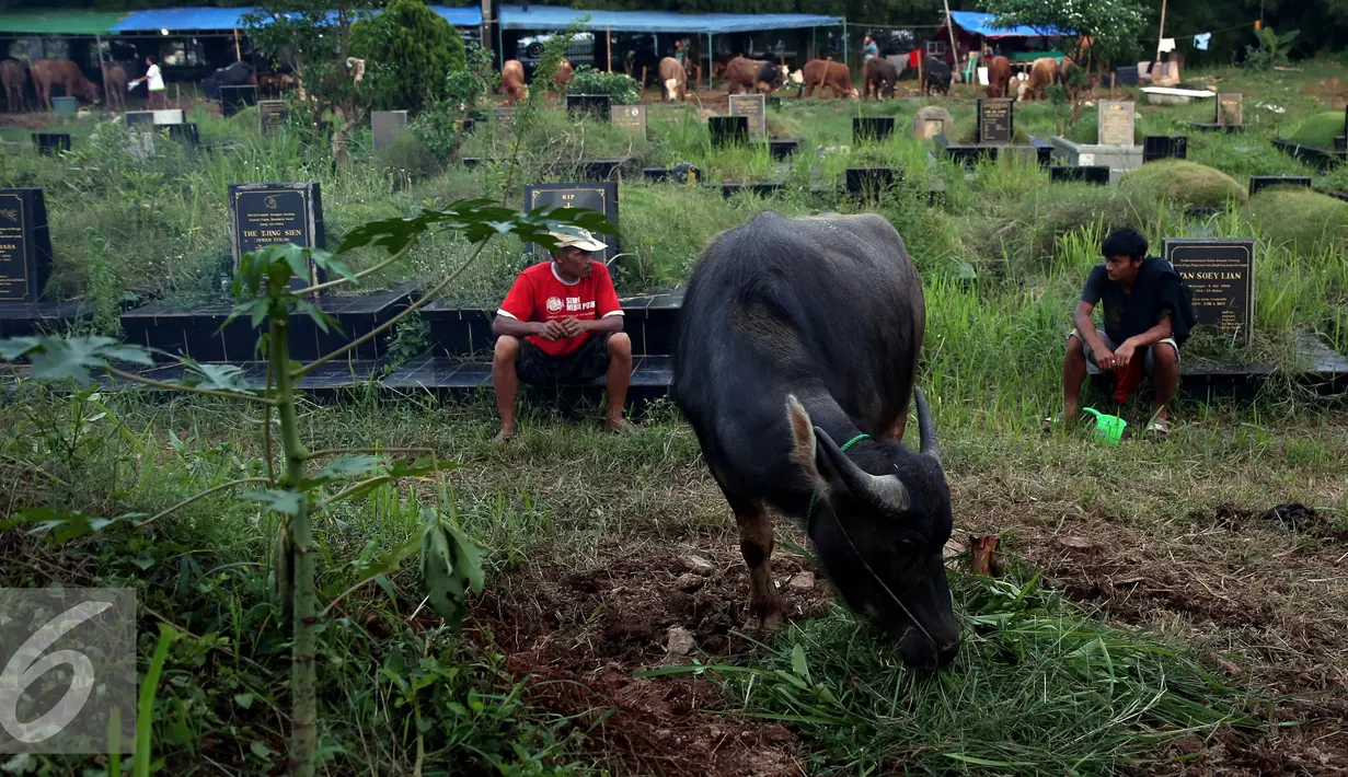 Pedagang menjaga kerbaunya di Tempat Pemakaman Umum (TPU) di Jakarta, Senin (5/9). Menjelang Hari Raya Idul Adha 1437 H, pedagang hewan ini memanfaatkan lahan kuburan untuk berjualan karena terbatasnya lahan di Jakarta. (Liputan6.com/Johan Tallo)