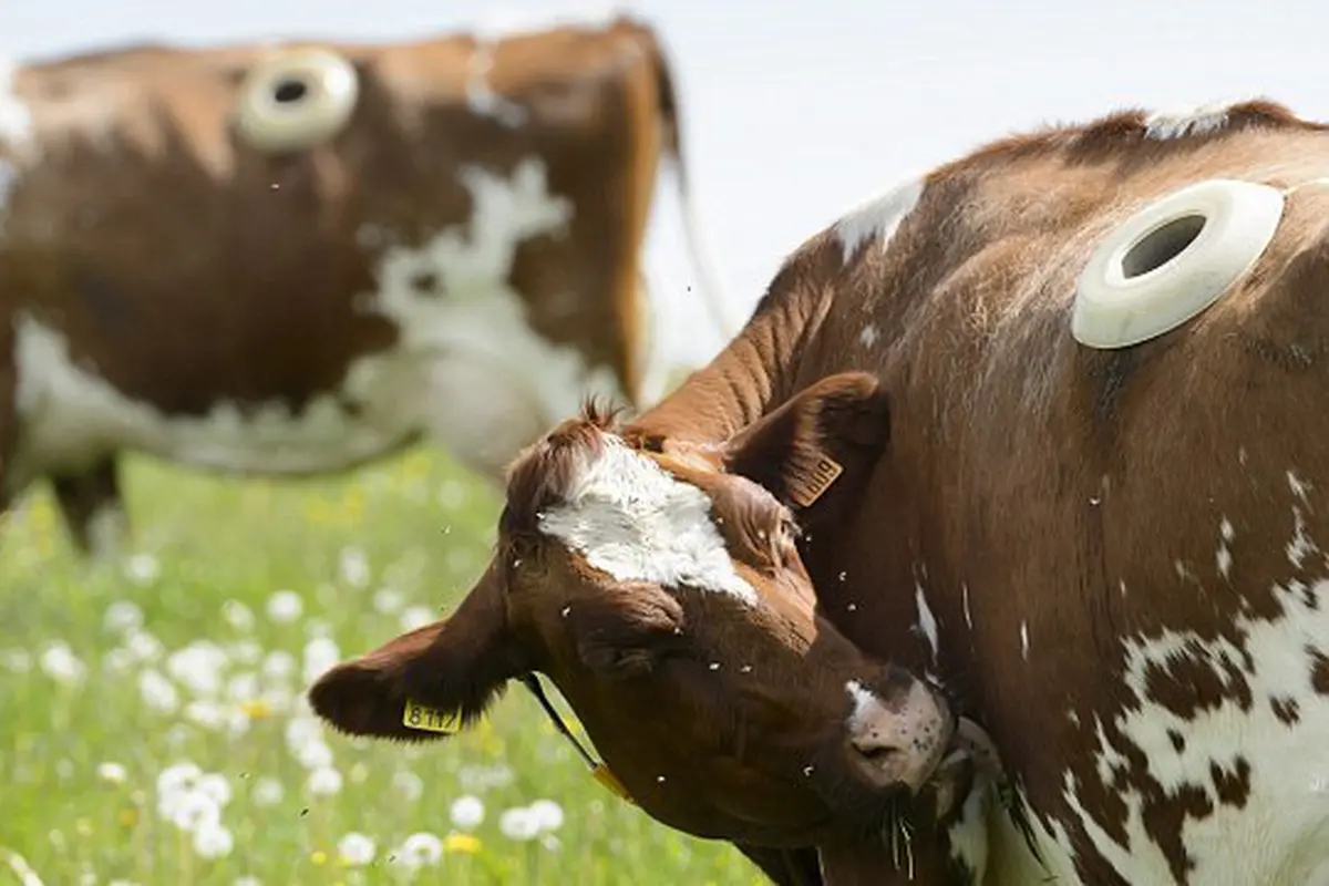 Sapi-sapi di Swiss Punya Lubang Intip