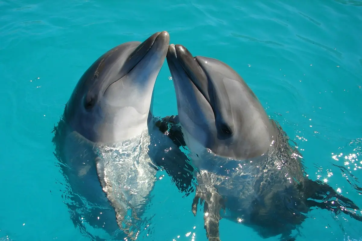 Dolphin