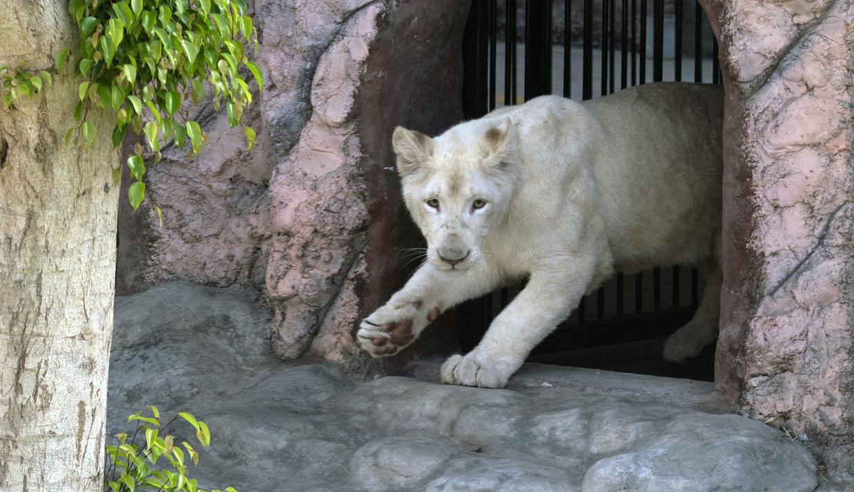 Singa putih betina Zamara (11 bulan) dipamerkan di Kebun Binatang Parque de las Leyendas di Lima, Peru, Selasa (4/1/2022). Sepasang singa putih lahir di penangkaran Kebun Binatang Leon de Mexico, tiba sebagai bagian dari program pertukaran untuk tujuan ilmiah dan konservasi. (Cris BOURONCLE/AFP)