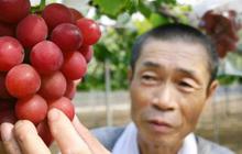 Jepang sukses bikin anggur super, satu bijinya dijual Rp 4,1 juta