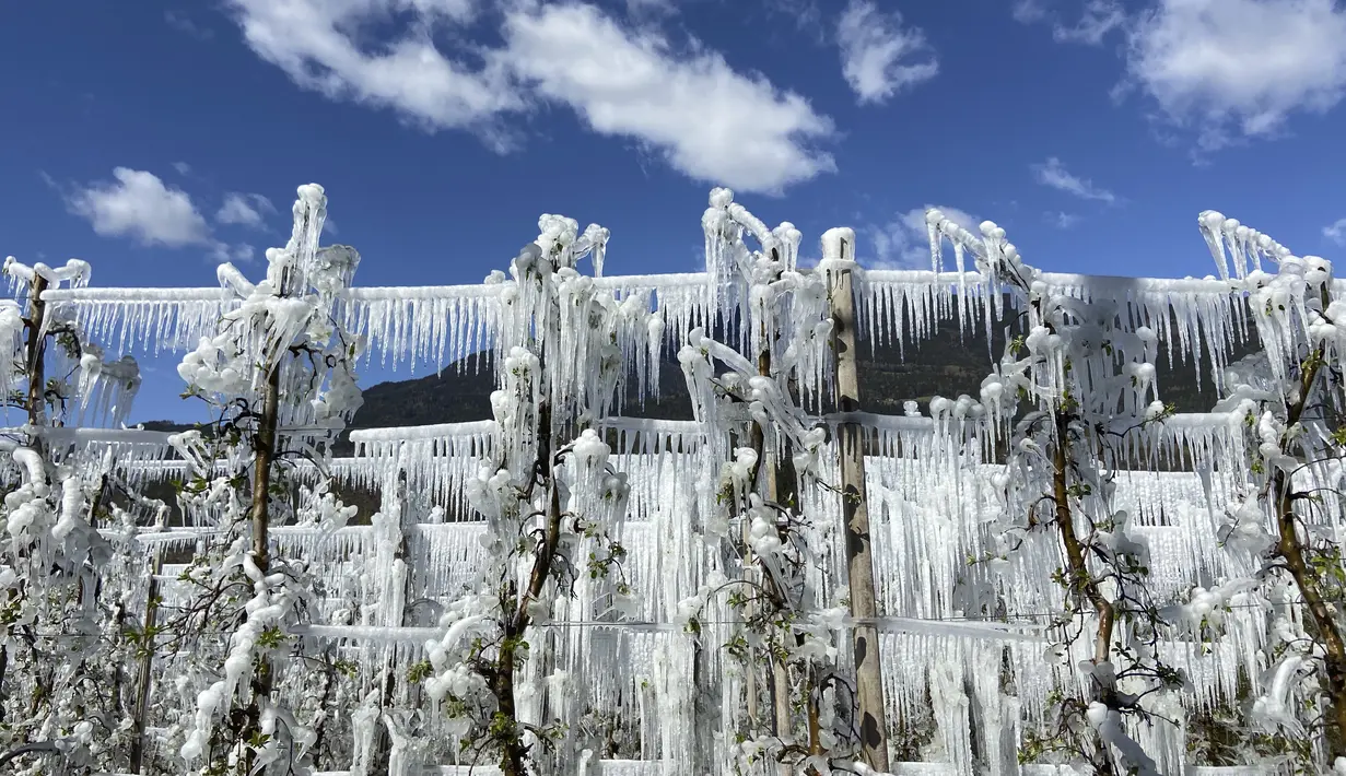 Pohon apel yang dibekukan secara artifisial ditutupi dengan lapisan es yang mencair di atas langit biru dekat Bressanone, di provinsi utara Italia di South Tyrol, Italia (8/4/2021).  (AP Photo/Matthias Schrader)