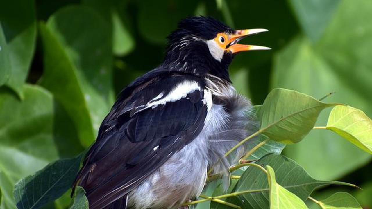 Bukan Cuma Menghibur, Ini Dampak Luar Biasa Mengamati Burung Buat Kesehatan Otak