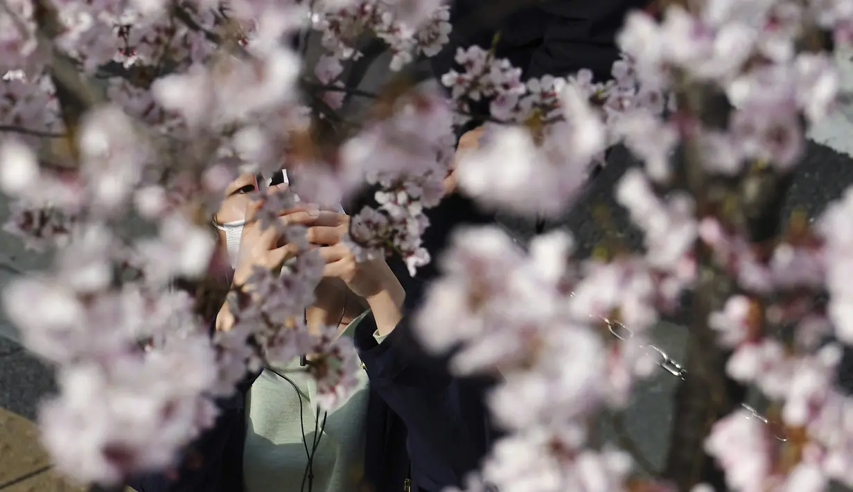 Seorang wanita yang mengenakan masker pelindung untuk membantu mengekang penyebaran virus corona mengambil foto bunga sakura di Tokyo (17/3/2021). Ibukota Jepang mengonfirmasi lebih dari 400 kasus virus korona baru pada hari Rabu. (AP Photo/Eugene Hoshiko)