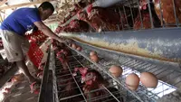 Program MBG Bergulir Lagi, Peternak Ayam dan Telur Semringah