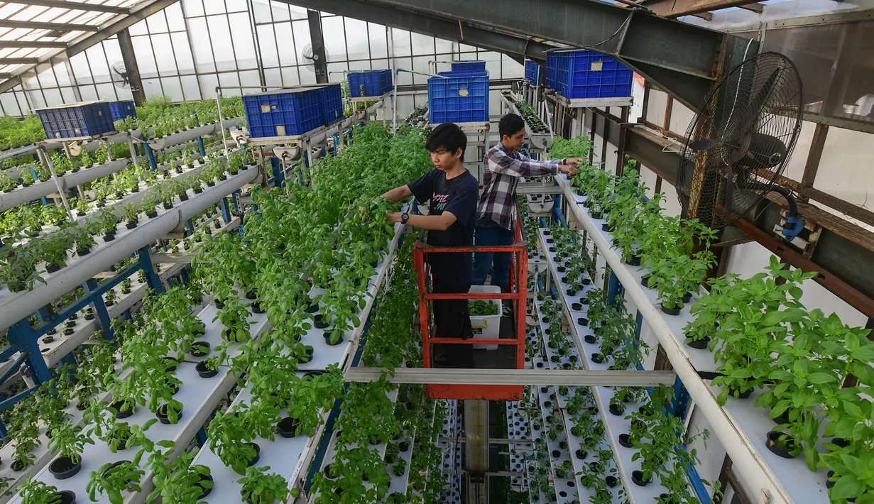 Pekerja melakukan panen sayuran hidroponik pada area vertikal farming Ladang Farm di kawasan Jakarta Selatan, Jumat (25/7/2025). (merdeka.com/Arie Basuki)