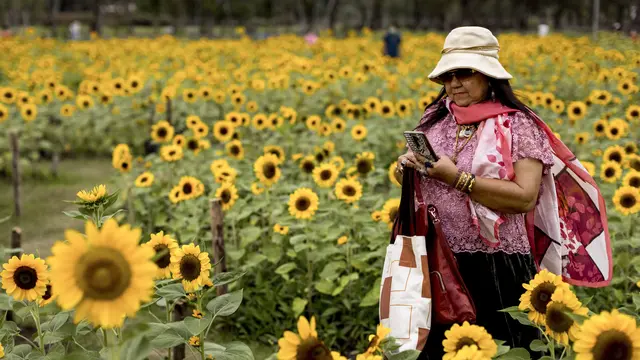 Wisata Ladang Bunga Matahari di Bangkok