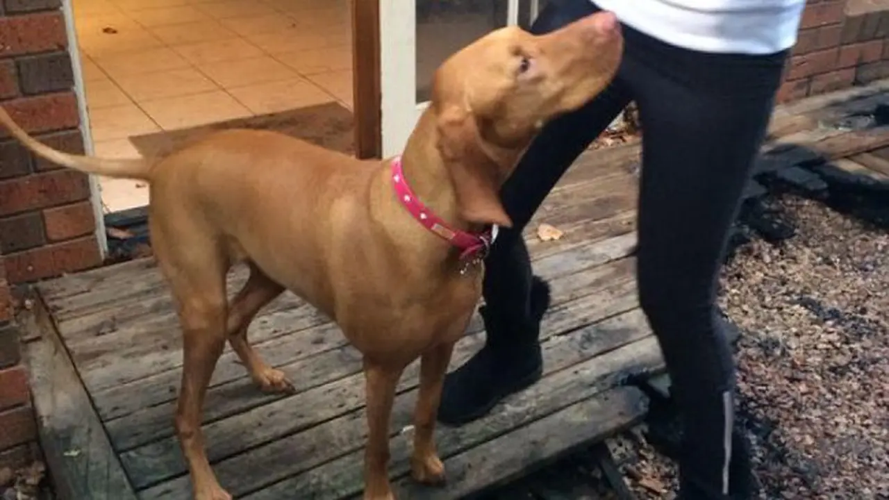 Sizlah, Si Anjing yang Peringatkan Pemiliknya akan Kebakaran