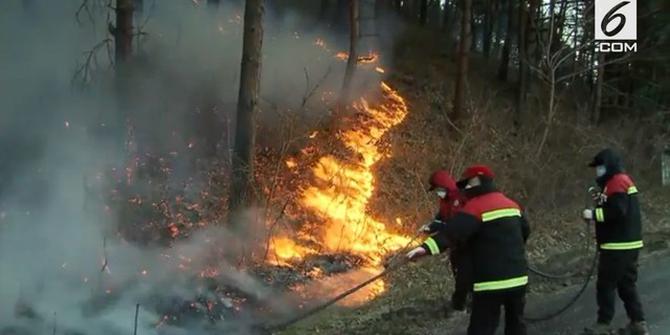 VIDEO: Kobaran Api Lahap 20 Hektar Hutan di Korea