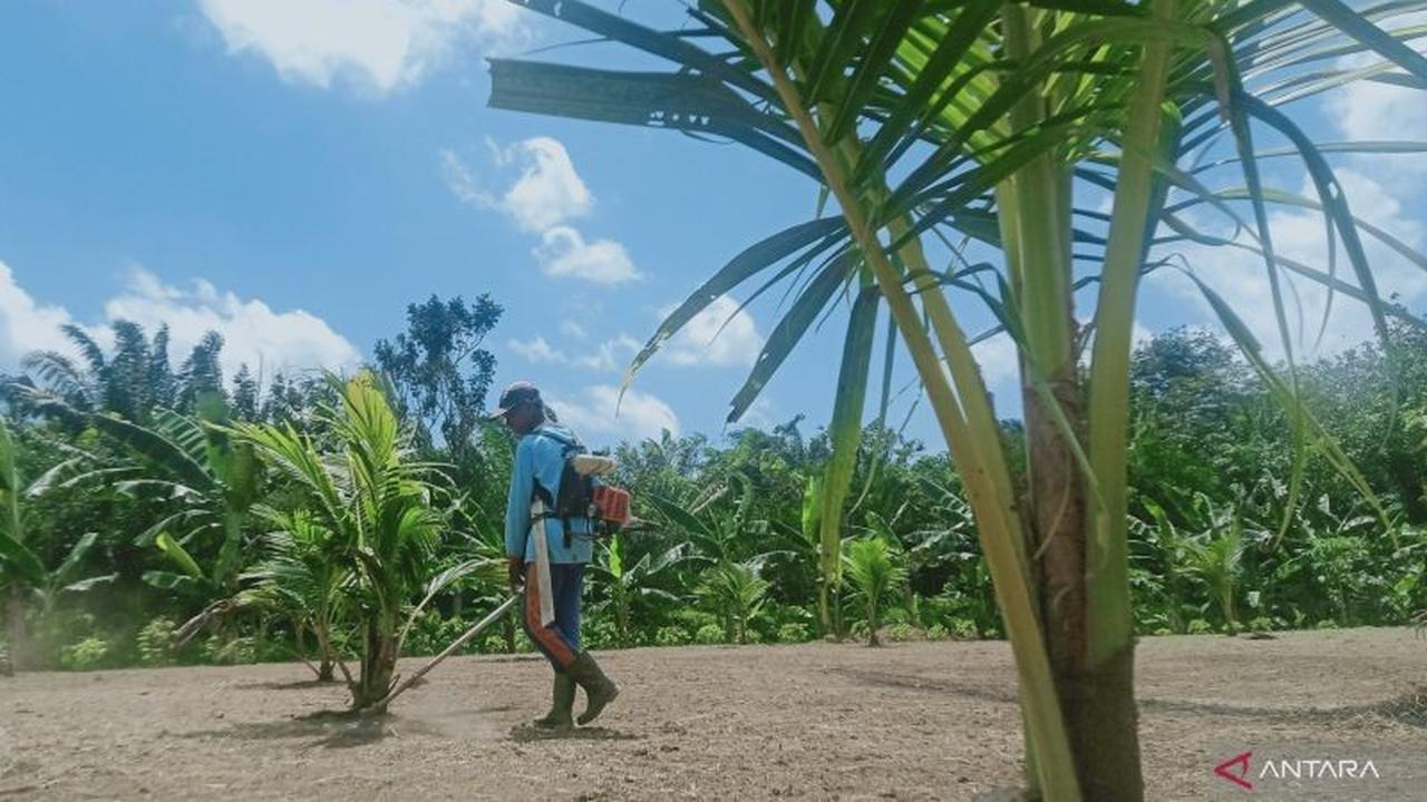 Pengembangan Kelapa Genjah di Pesisir Penajam Paser Utara Dorong Ekonomi dan Ketahanan Pangan