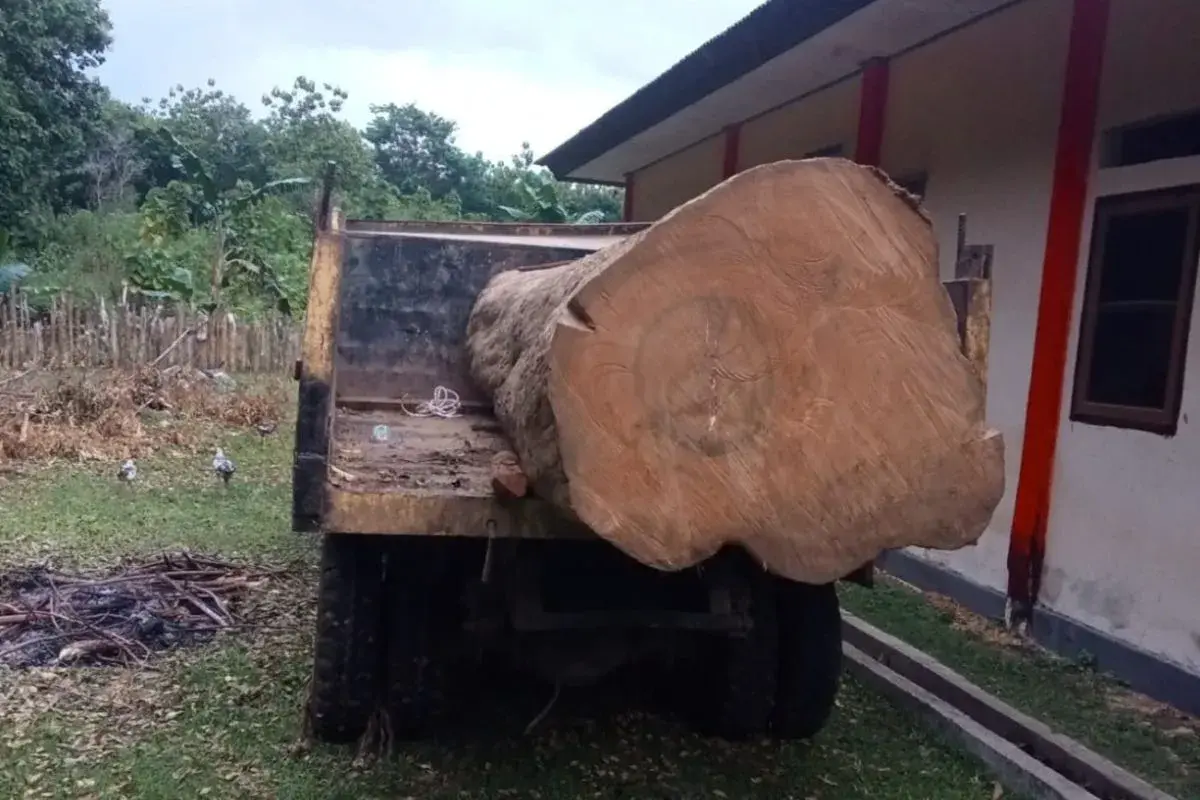 Petugas mengamankan kayu hasil pembalakan liar di kawasan Cagar Alam (CA) Napabalano, Kabupaten Muna, Provinsi Sulawesi Tenggara (Sultra), Sabtu (21/2/2026) (Istimewa)