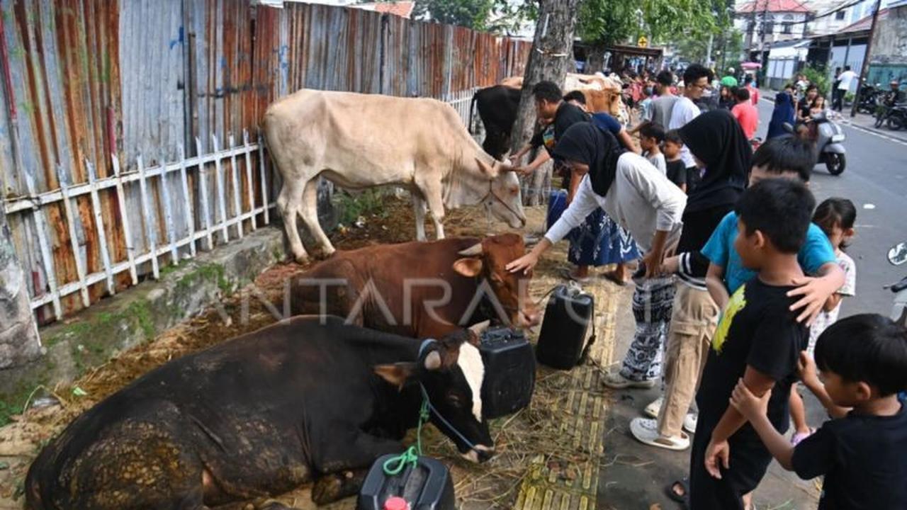 KPKP DKI Perketat Monitoring Hewan Kurban Jelang Idul Adha 2026