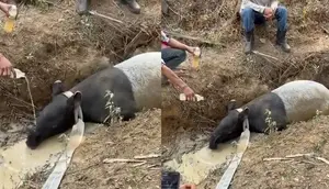 Tapir Terjebak di Parit Kebun Sawit Mesuji, Keluar dari Habitat Konservasi