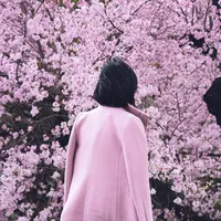 Ilustrasi Sakura (Unsplash.com)