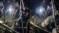 Momen Dramatis Damkar Evakuasi Kerbau Seberat 300 Kg dari Dasar Sumur