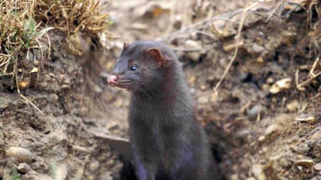 Bebaskan Cerpelai dari Kandang, Dua Orang Ini Diduga 'Teroris'