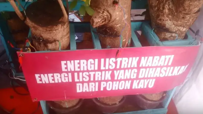 Keren! Bocah SD di Aceh Temukan Energi Listrik Dari Kayu Pohon!