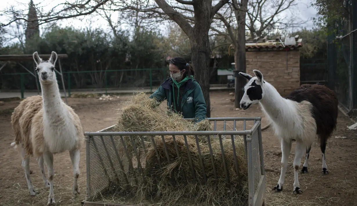 Petugas menyiapkan makanan dua llama di Taman Zoologi Attica di Spata, dekat Athena, pada 23 Januari 2021. Dengan tidak adanya pengunjung atau bantuan pemerintah, satu-satunya kebun binatang Yunani menghadapi tagihan besar untuk kebutuhan 2.000 satwa penghuni. (AP Photo/Petros Giannakouris)