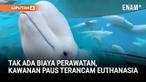 Marineland di Kanada meminta bantuan darurat pemerintah untuk memberi makan paus-pausnya, setelah izin ekspor ke China ditolak. Taman ini memperingatkan bahwa tanpa dana, mereka mungkin terpaksa melakukan euthanasia terhadap mamalia laut tersebut.