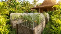 10 Desain Kebun Sayur Mini Anti-Hama Tanpa Pestisida, Bertani Sehat di Lahan Terbatas
